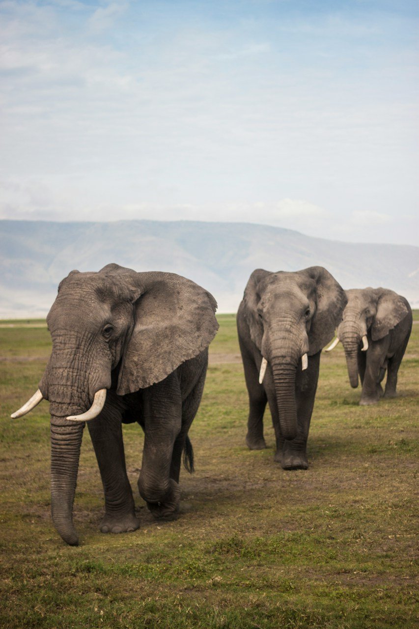 Safaris