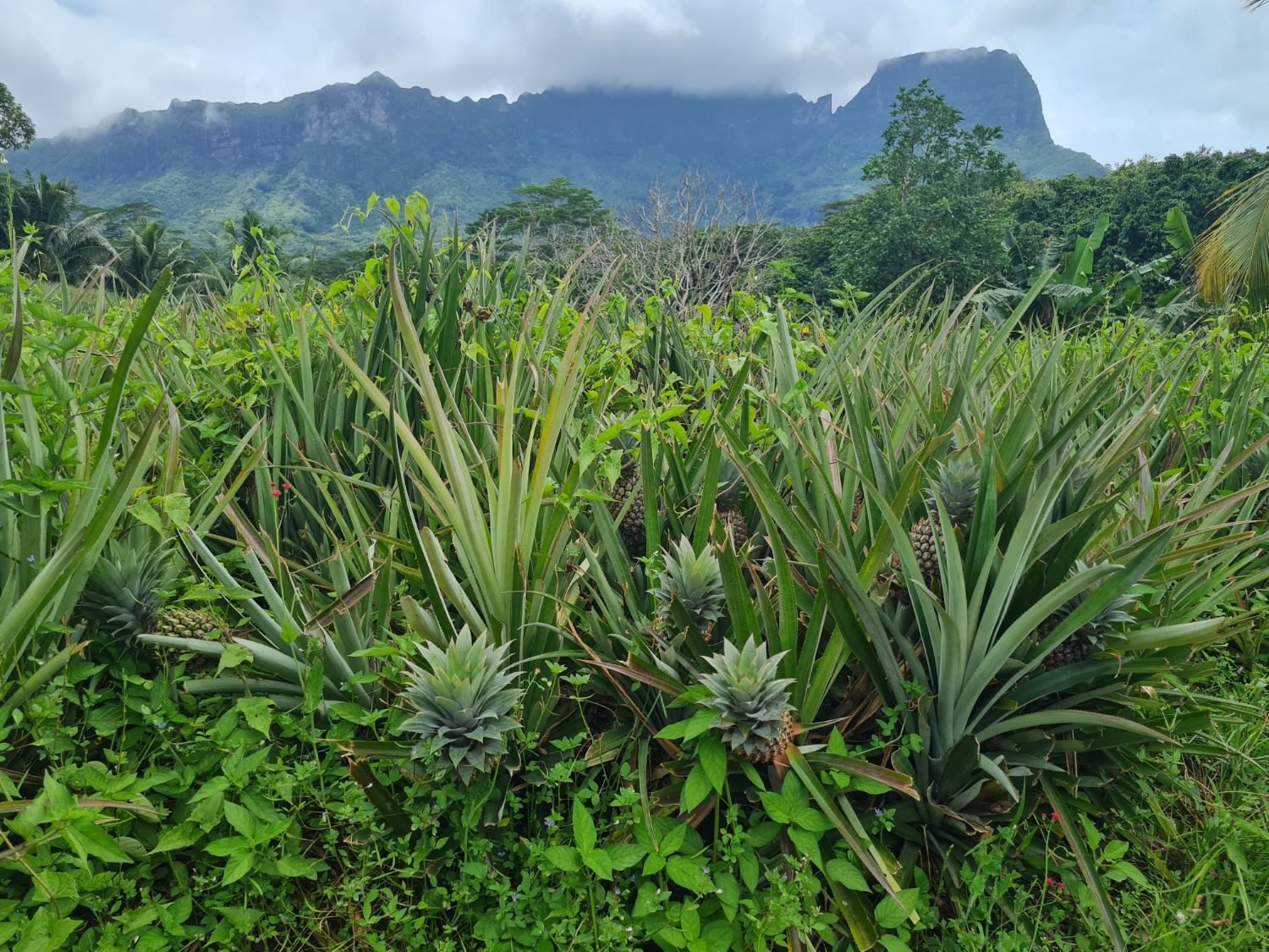 Plantation d'ananas au pied des montagnes de Moorea Plantation d'ananas au pied des montagnes de Moorea