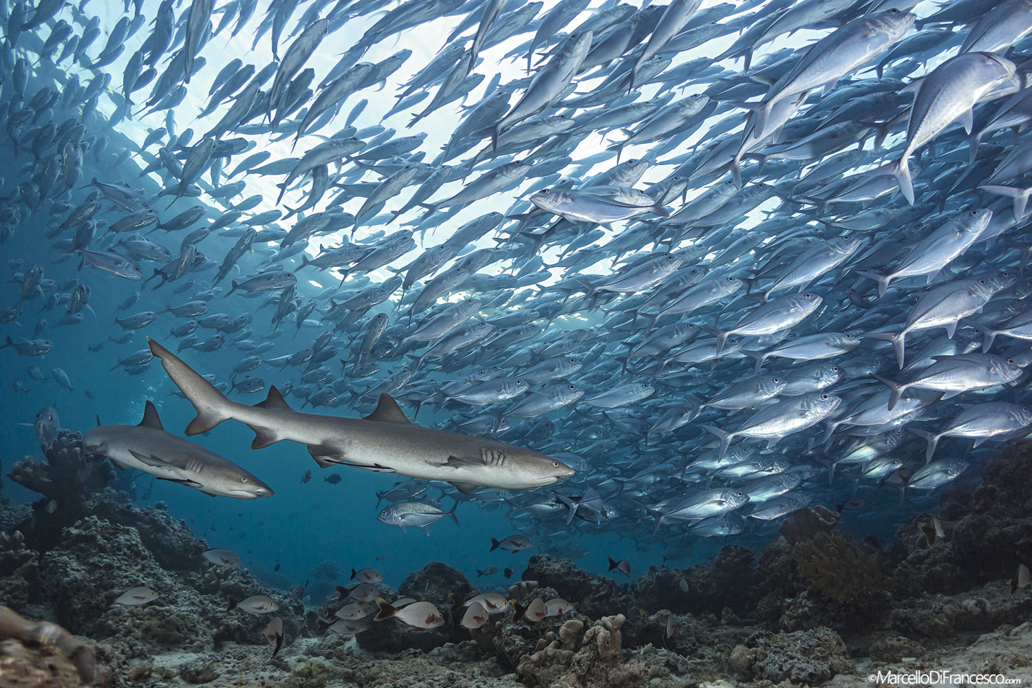 Barracuda point - voyages plongée sous marine