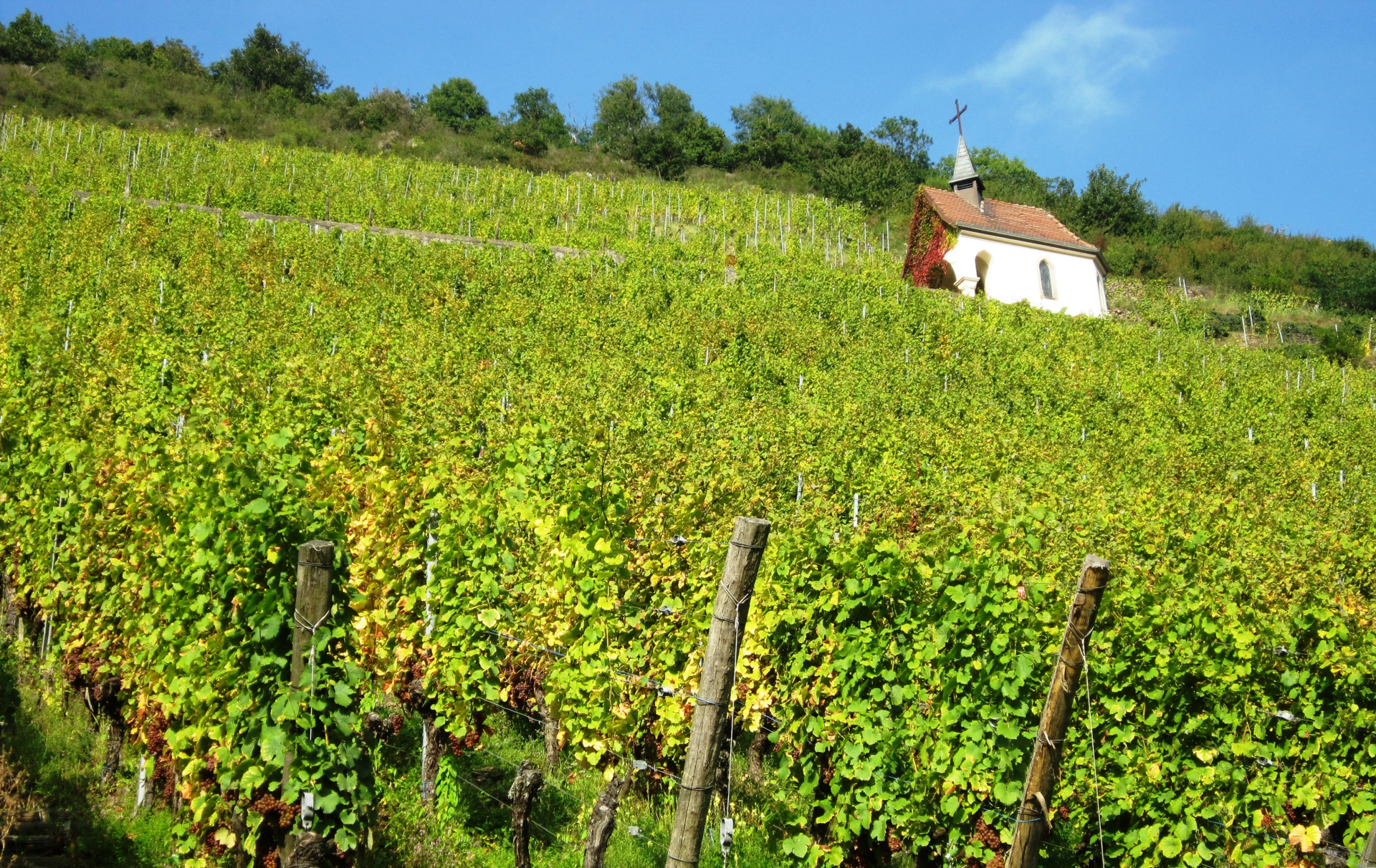 Route des vins- voyages en France-Alsace