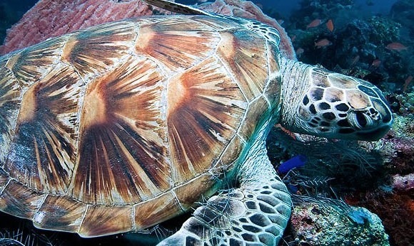 voyages plongée sous marine